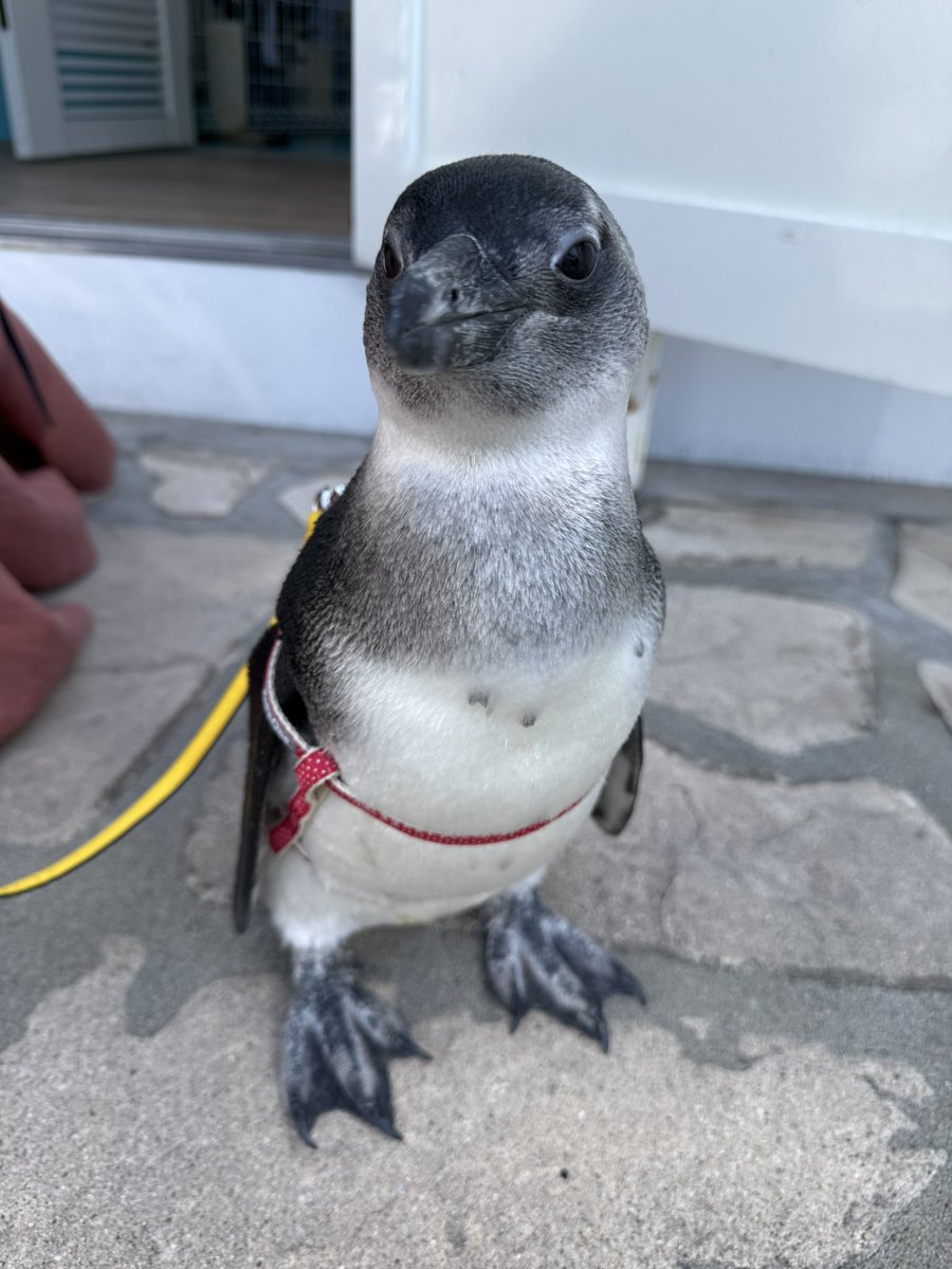 ペンギンカフェ テイル tweet media