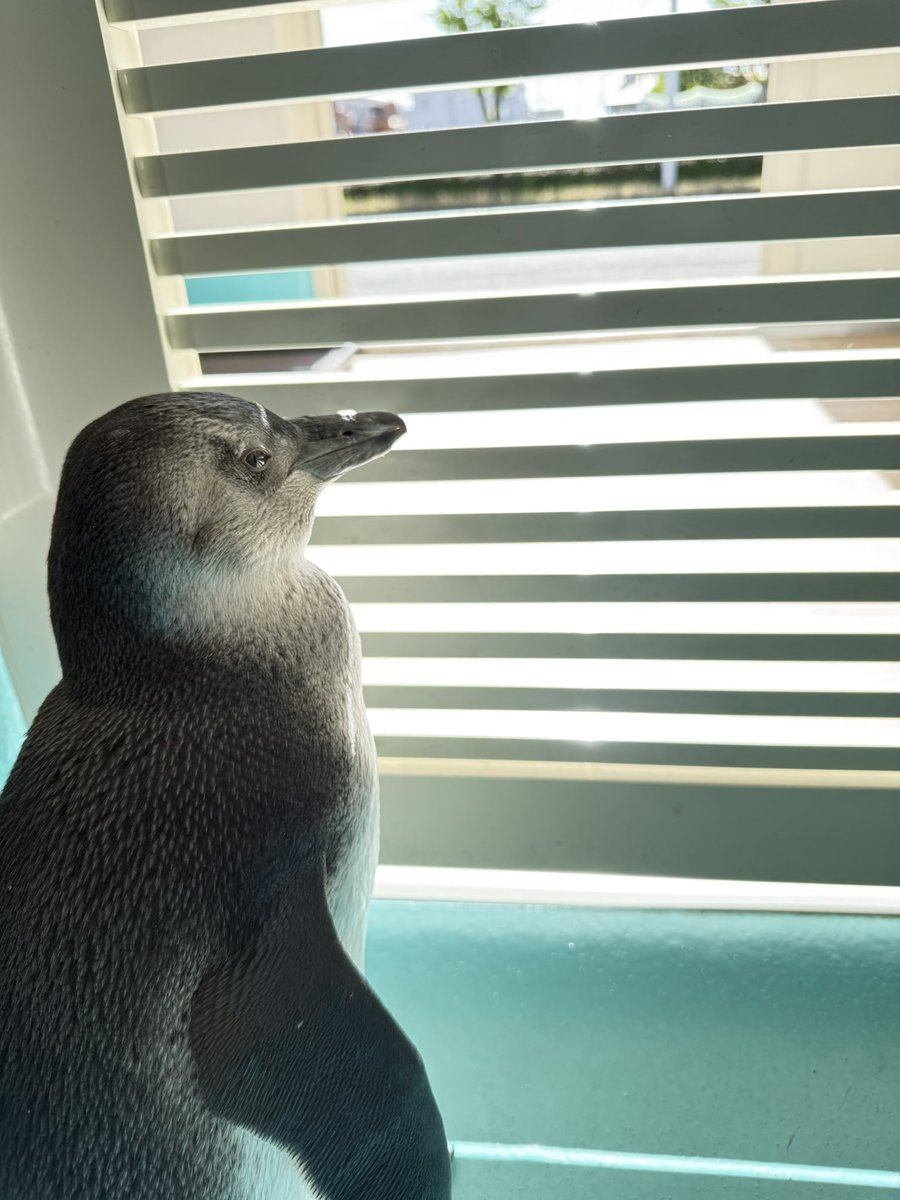 ペンギンカフェ テイル tweet media
