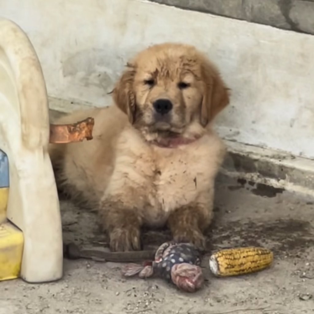 takemybear 🐶 tweet media