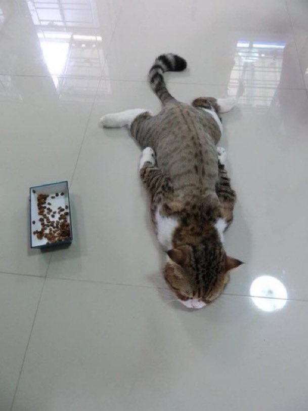 癒しの動物 tweet media