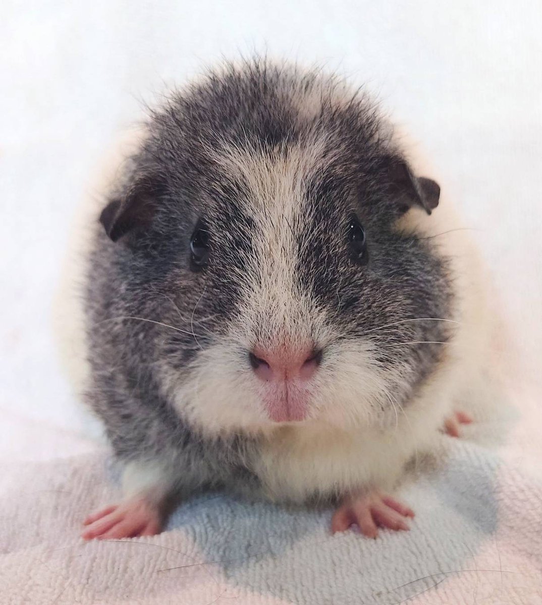 ヒノトントンZOO(羽村市動物公園) tweet media