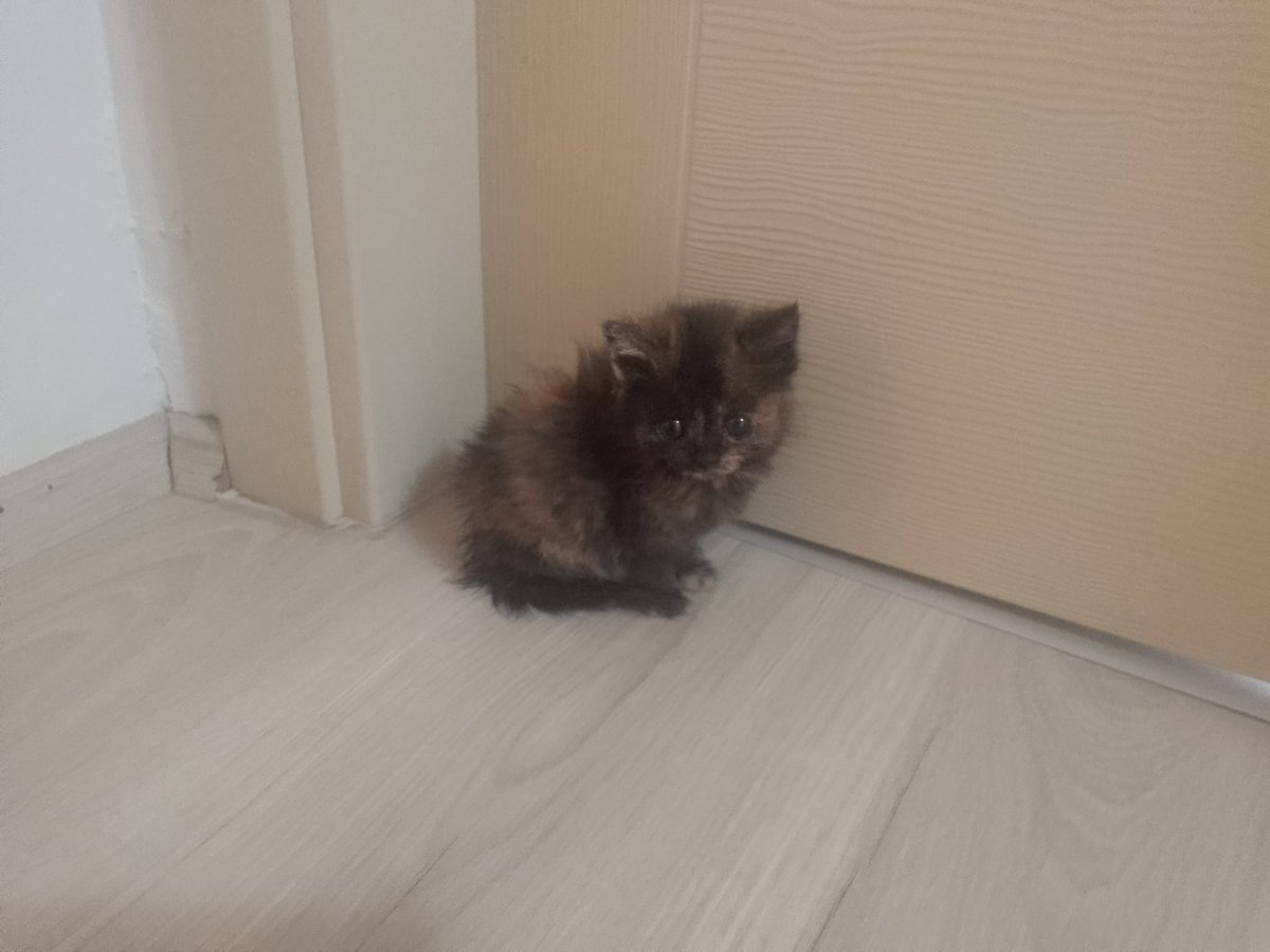 pino_naz's tweet photo. Bırılerı parka bırakmıs hemen korumaya alındı cok kucuk https://t.co/67tWDwNGzf