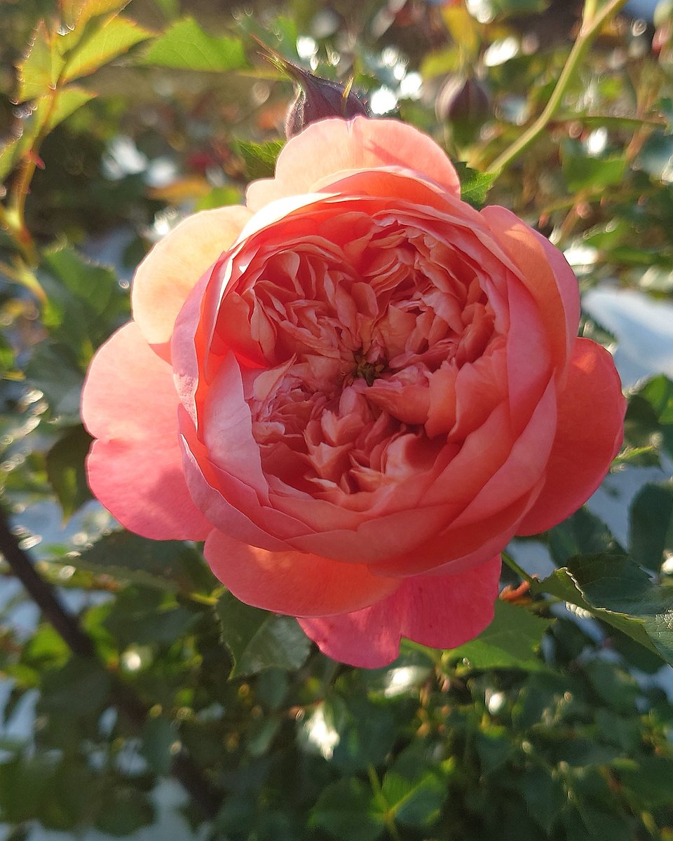 忽滑谷 史記 @Apple Roses tweet media