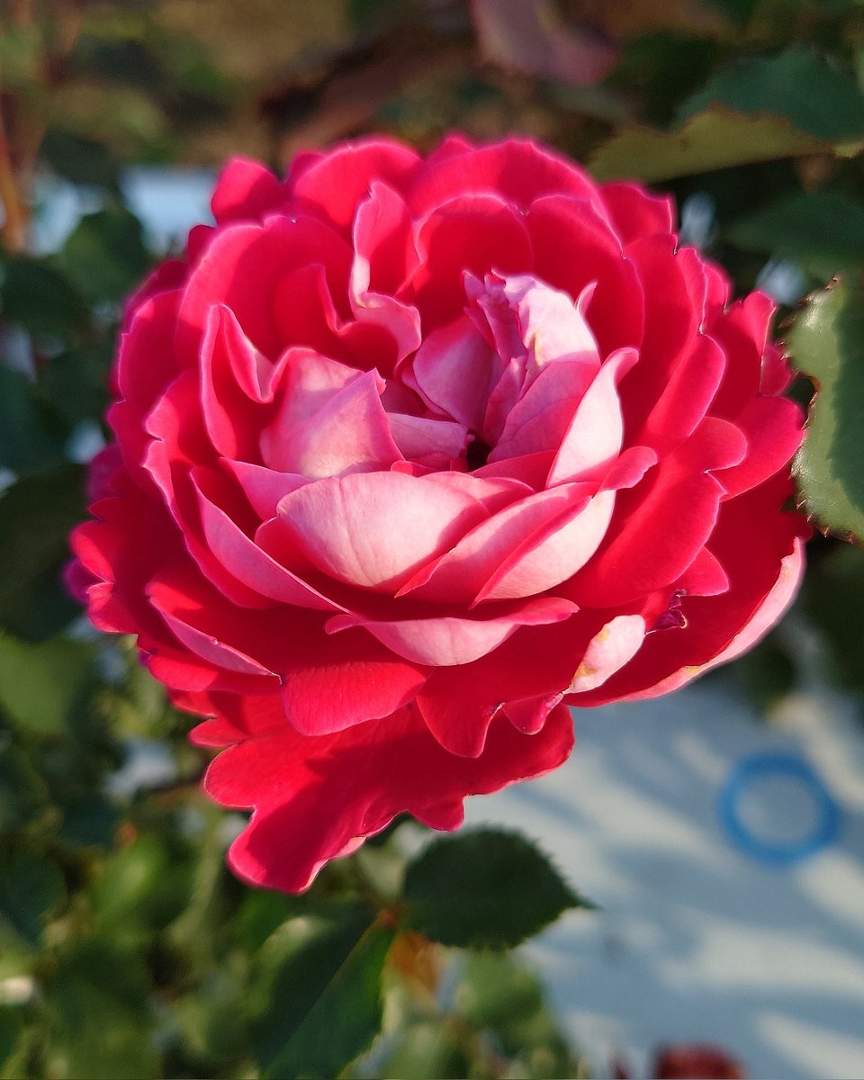 忽滑谷 史記 @Apple Roses tweet media