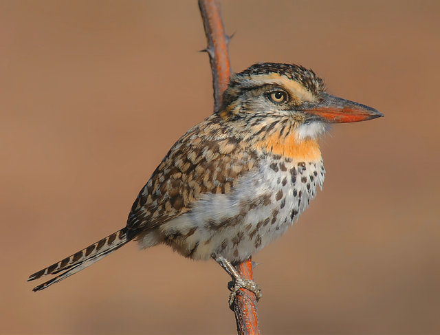 Aves do Brasil tweet media