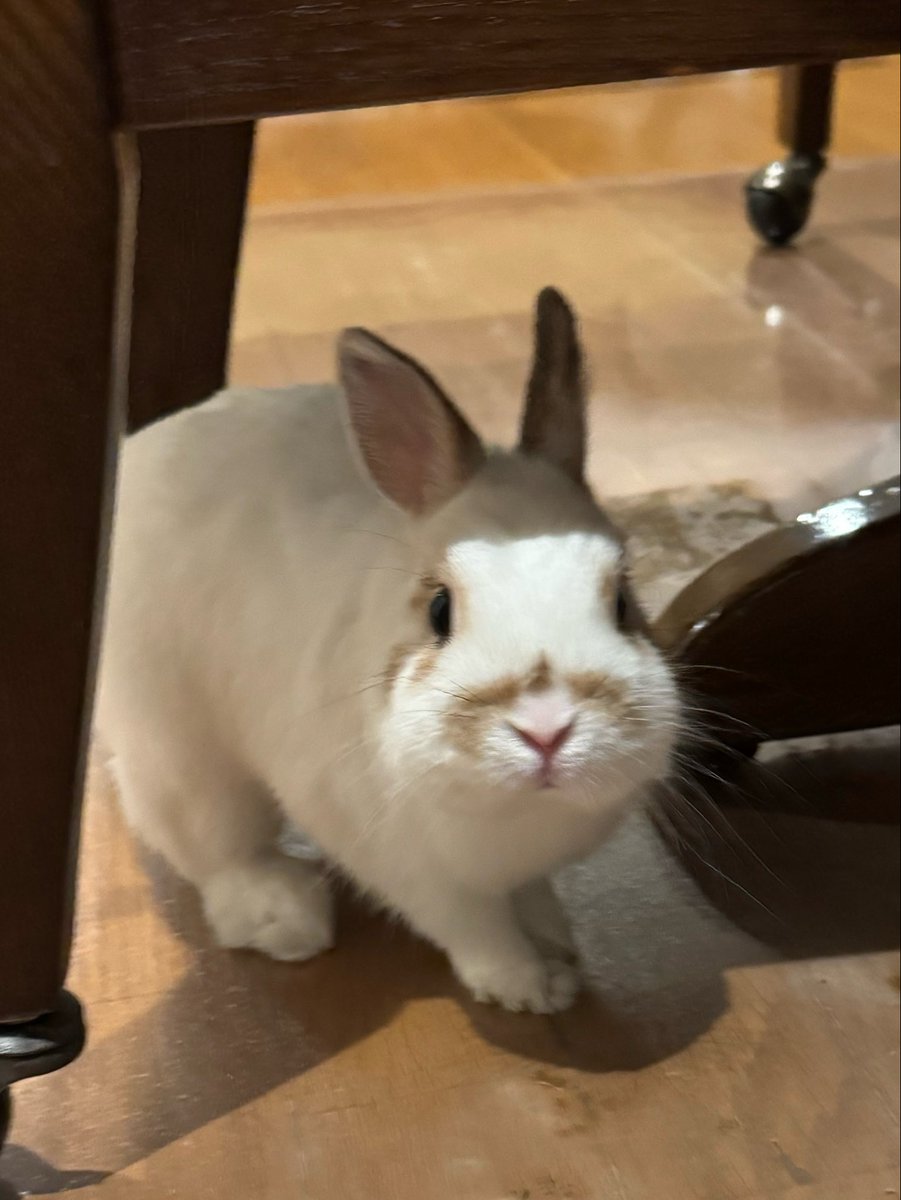 旅好きカピバラwithリョコウバト tweet media