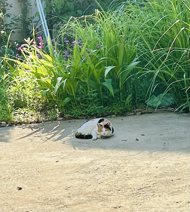猫の転生を待つ漫画家(汐里) tweet media