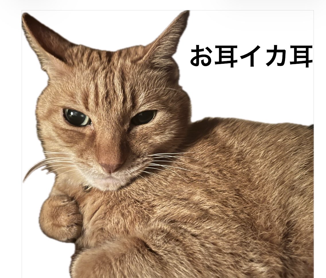 茶トラヒロシ tweet media