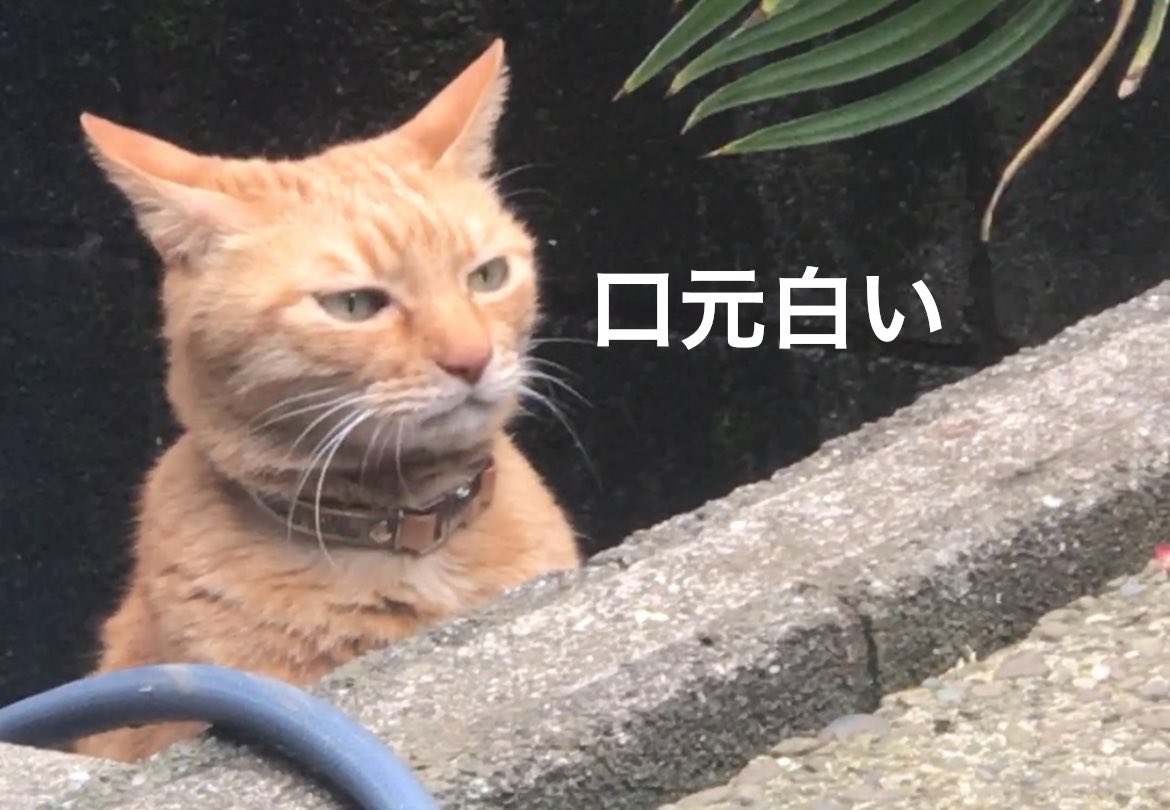 茶トラヒロシ tweet media