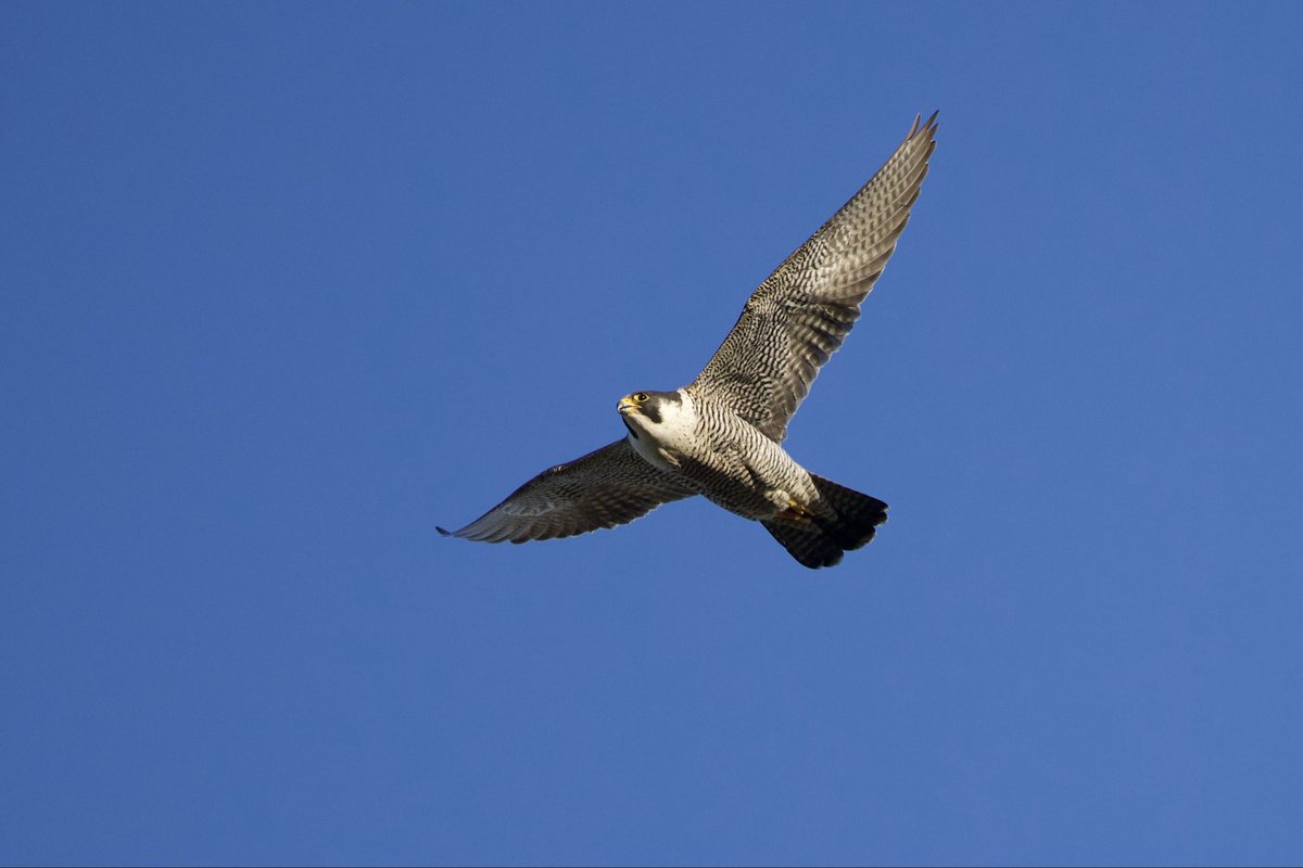 davidhateley's tweet photo. A few of the local peregrines from last night. https://t.co/XiDlcQL3nB