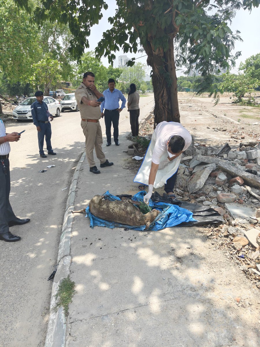 advparth9s's tweet photo. @CaspersHome1 @GreensNoida @PetaIndia @OfficialGNIDA @FIAPOIndia @Uppolice @noidapolice FIR may kindly be registered and matter be investigated to find out how docile community dogs are regularly being killed in Jaypee Greens Greater Noida #animalrights #uppolice #dogs #animalwelfare #dogsofindia https://t.co/0yL6NoZbnV