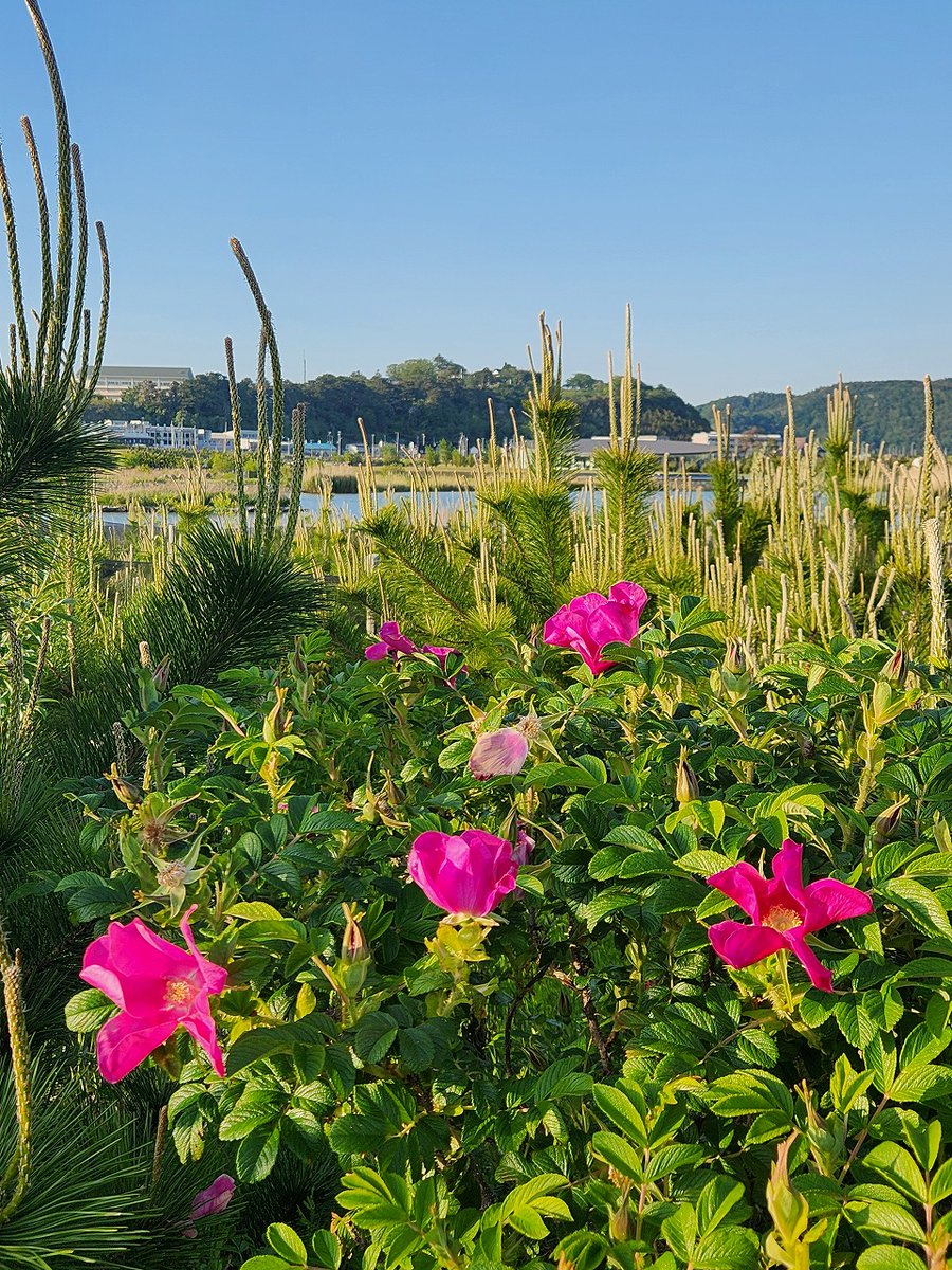 ハマナスが見頃を迎えています。鮮やかな赤い花を咲かせる美しい植物