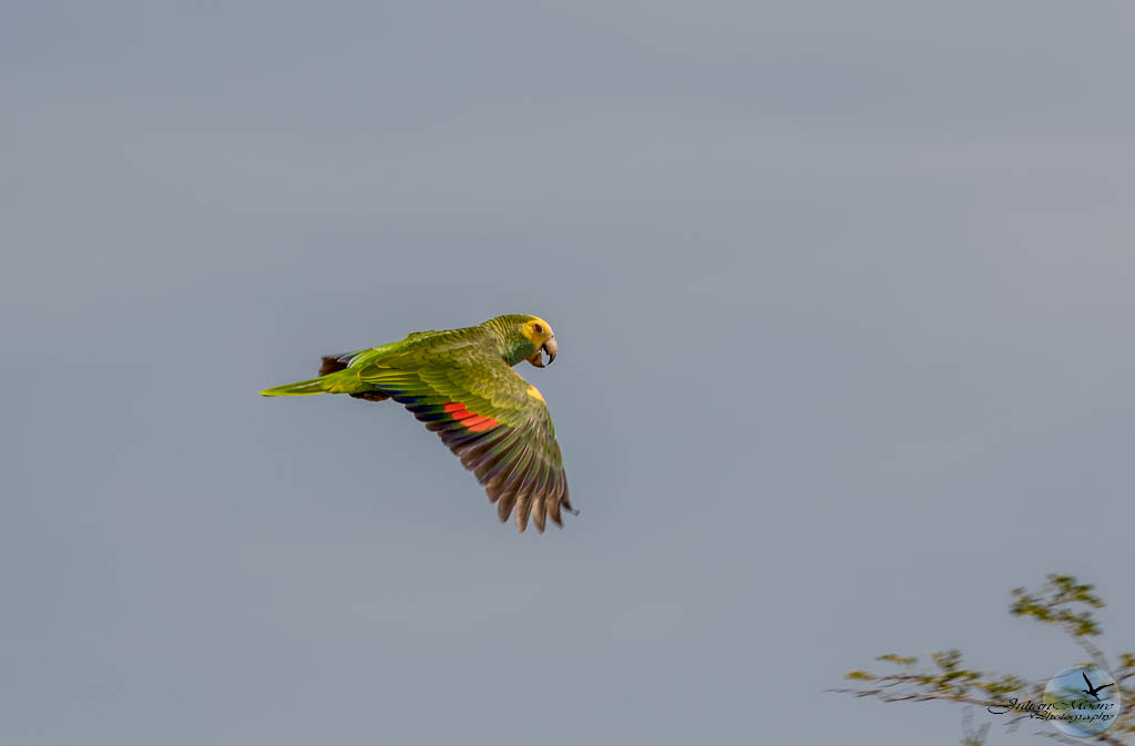 euthusiastic's tweet photo. From Rincon’s parrots to flamingos at Goto Meer, Bonaire’s northern journey was unforgettable. Three lifers + bucketlist bird
Full trip report here➡️ https://t.co/pUhJ87JAIy

#Bonaire #BonaireBirding #CaribbeanBirds #Birding #Parrot  #birdsseenin2026 @bonaire @BirdsCaribbean https://t.co/YZC4Mo4rkr