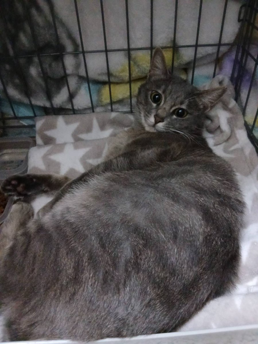 dadachi9's tweet photo. ハウスに住み着いていたつむ子がトライアルに行ってしまった。
新しい家族や先住猫ちゃんと仲良くね。
早速ご主人に抱っこされてリラックスしていたから平気だね。 https://t.co/mlwCQLHZzN