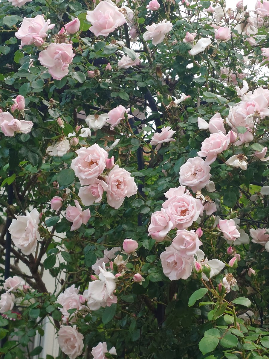 _sake_camp_'s tweet photo. 家の薔薇がいい感じに咲いてる🌹 https://t.co/dioTUUZpod