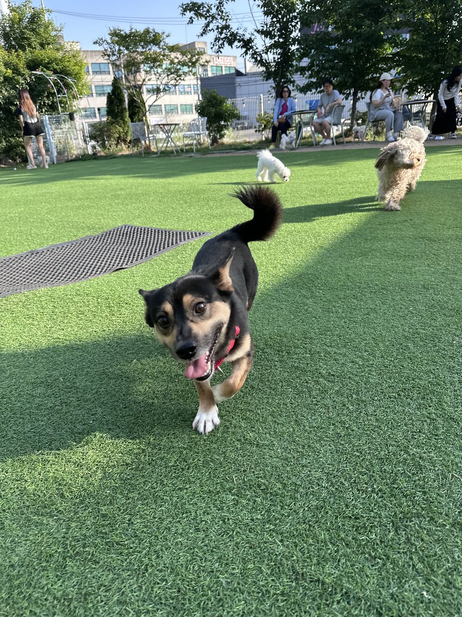 k222ping's tweet photo. ***까망이의 주인을 찾습니다***

이름: 까망이
나이: 약 4-5살로 추정
중성화: O
특이사항:
✔️사람 좋아! 친구 좋아! 사랑둥이 멍멍이
✔️화내기, 입질이 없어요 
✔️대견사회성 좋아요, 처음엔 낯을 조금 가려요
✔️눈치빠른 매너견! 산책도 복귀도 잘해요
✔️분리불안이 조금 있을 수 있어요 https://t.co/WKpcgz7iXk