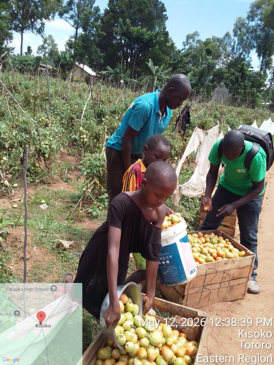 a_syova's tweet photo. π
π₯ KING F1 is delivering PROFITS in Tororo!
Mr. Ofono Andrew from Kisoko Sub-County is enjoying bumper harvests, big fruits & firm market-quality tomatoes. π°
π Plant KING F1
π Harvest big
π Earn more
π 0778884885 | 0700399409
#KingF1 #SyovaSeedUG #FarmForProfit π± https://t.co/x78aMNpYio