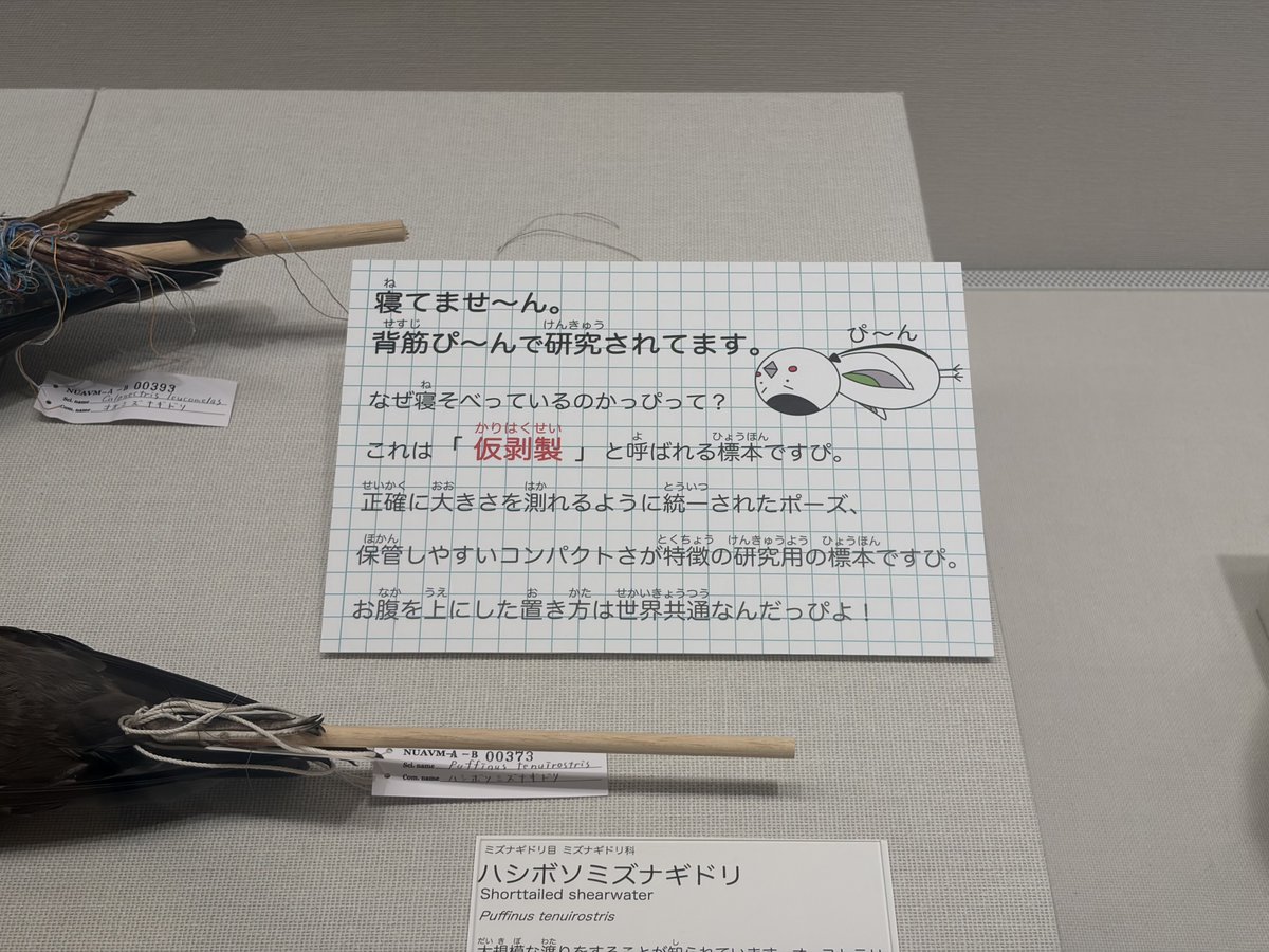 茅ヶ崎市博物館でびっくりした展示 普通鳥の剥製はこれだもの→