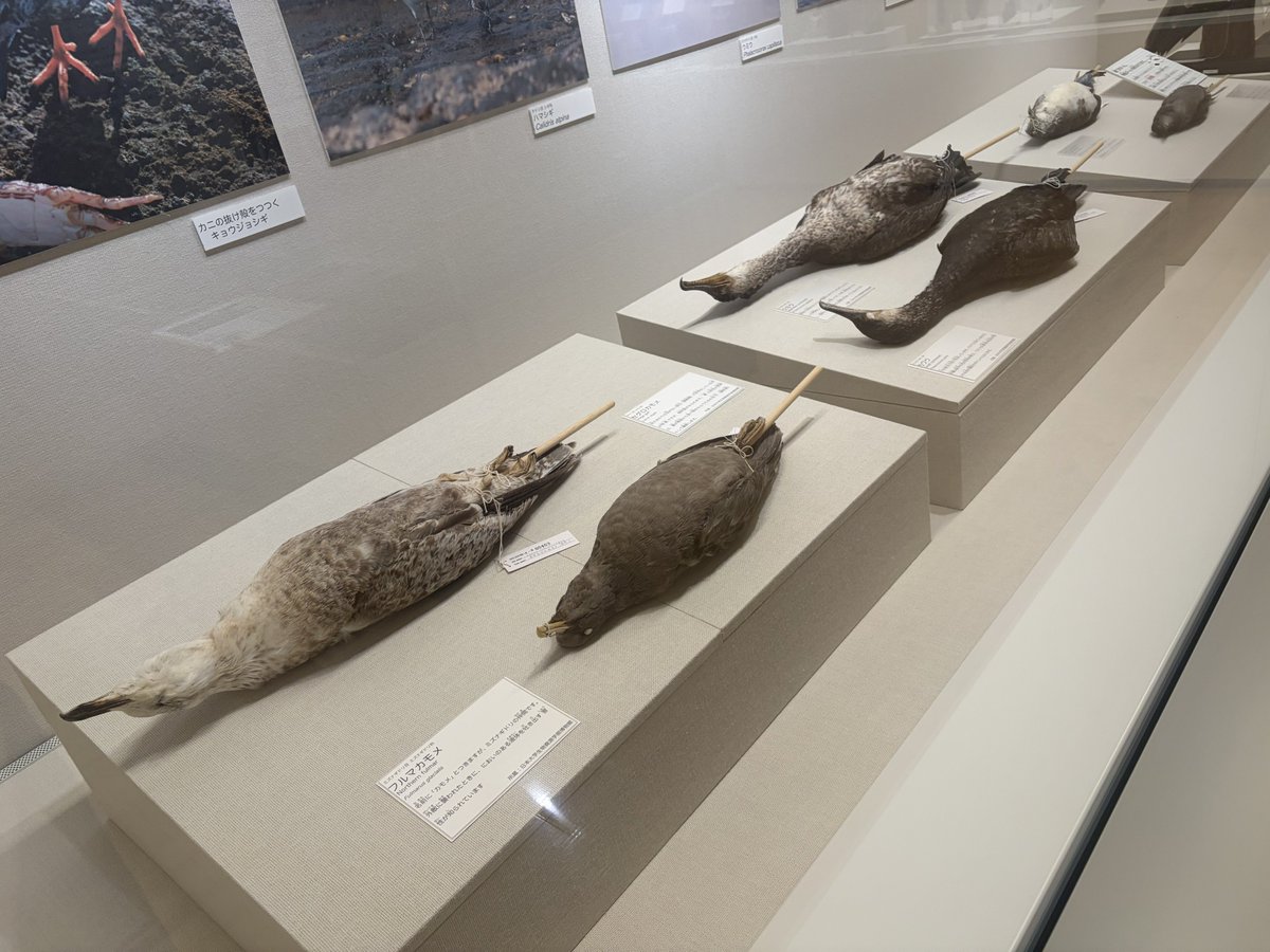 茅ヶ崎市博物館でびっくりした展示 普通鳥の剥製はこれだもの→