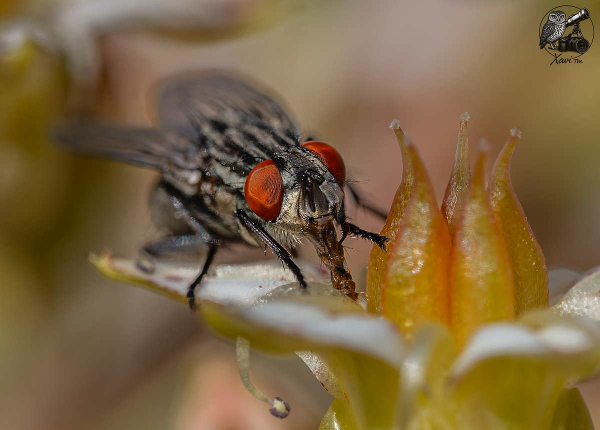 Xavi__TM's tweet photo. CAT / Mosca de la carn
ESP / Mosca de la carne
(Sarcophagidae sp.) https://t.co/v07hcygd6M
