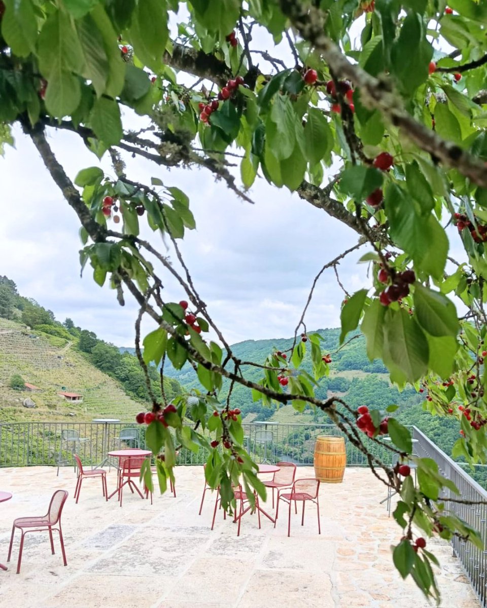 ViaRomana_es's tweet photo. Que sorte estar rodeados de cereixas e viño! Que sorte temos de estar en Belesar! Cando vés visitarnos? Lembra que esta fin de semana é a "XX Feira do Viño e Cereixas de Belesar".
🍷🍒 https://t.co/hU21WaboYt
#FeiradoViñoeCereixasdeBelesar #VíaRomana #RibeiraSacra #Belesar https://t.co/SyKEKTeXvX