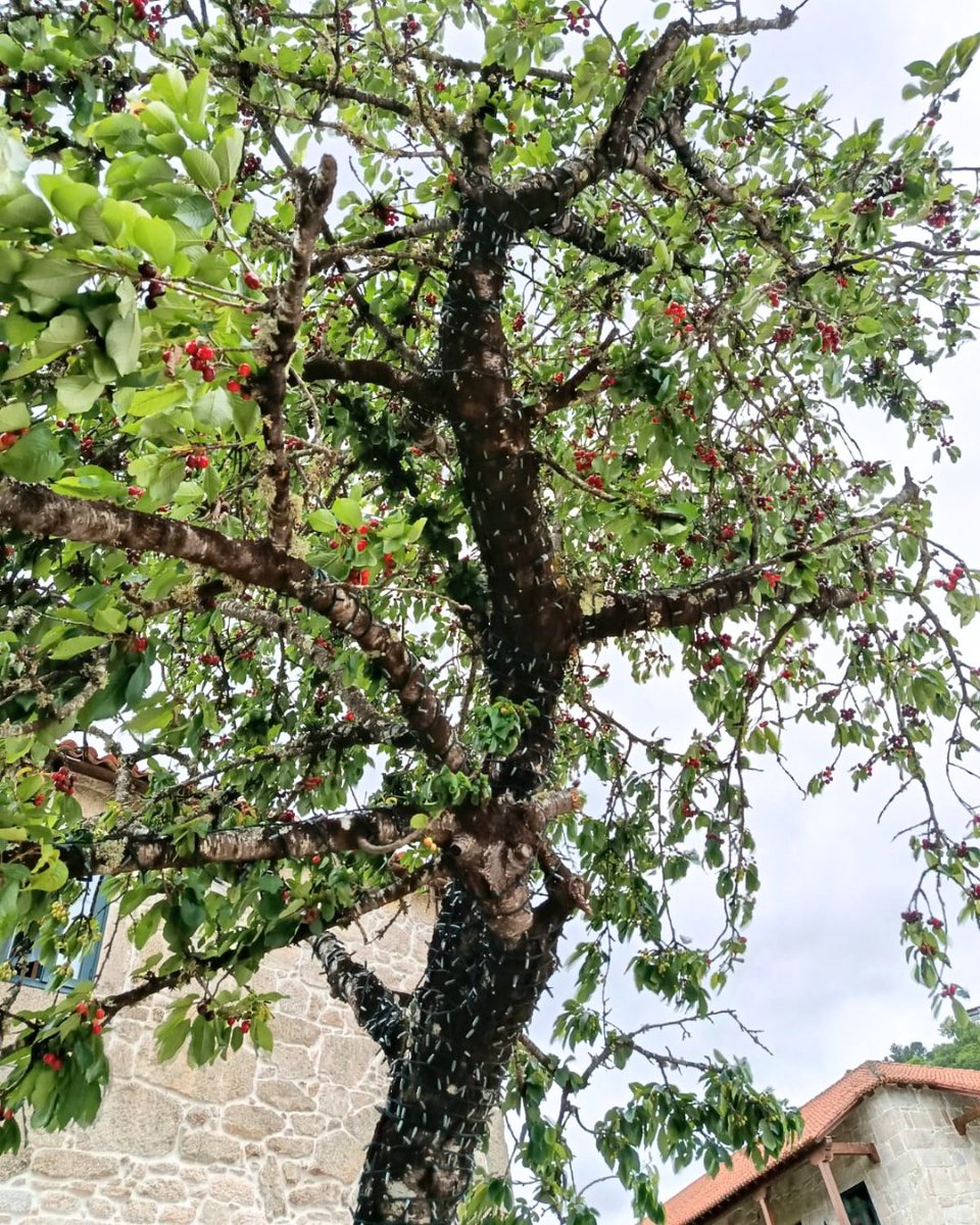 ViaRomana_es's tweet photo. Que sorte estar rodeados de cereixas e viño! Que sorte temos de estar en Belesar! Cando vés visitarnos? Lembra que esta fin de semana é a "XX Feira do Viño e Cereixas de Belesar".
🍷🍒 https://t.co/hU21WaboYt
#FeiradoViñoeCereixasdeBelesar #VíaRomana #RibeiraSacra #Belesar https://t.co/SyKEKTeXvX