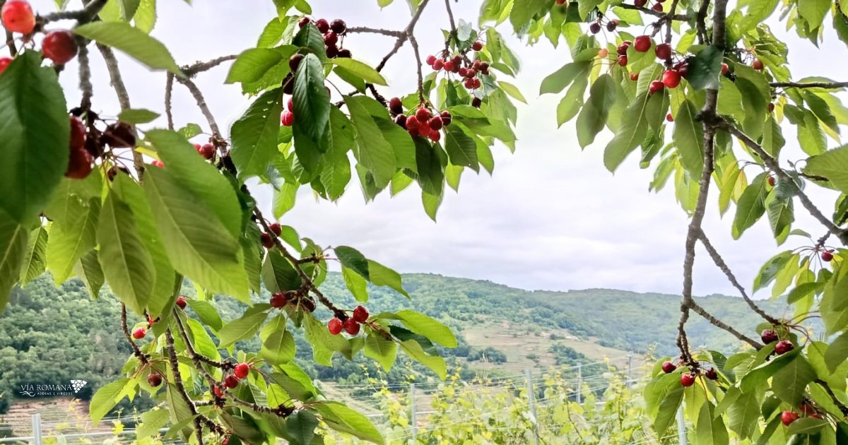 ViaRomana_es's tweet photo. Que sorte estar rodeados de cereixas e viño! Que sorte temos de estar en Belesar! Cando vés visitarnos? Lembra que esta fin de semana é a "XX Feira do Viño e Cereixas de Belesar".
🍷🍒 https://t.co/hU21WaboYt
#FeiradoViñoeCereixasdeBelesar #VíaRomana #RibeiraSacra #Belesar https://t.co/SyKEKTeXvX