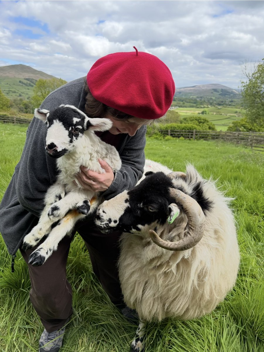 Alison O’Neill ~ Shepherdess tweet media