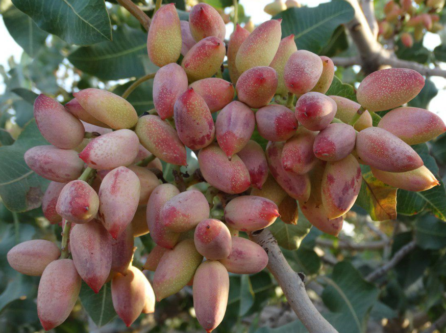 MathewsIntl's tweet photo. New Review Published in Mathews Journal of Nutrition &amp; Dietetics!
Packaging of Fruits on the Vine, a New Horizon to Increase their Shelf Life (Case Study: Pistachio)
Read the full article here:
https://t.co/IvT9A2WT5N
#FoodScience #Nutrition #Pistachios  #OpenAccess https://t.co/NfU0NiWNSS