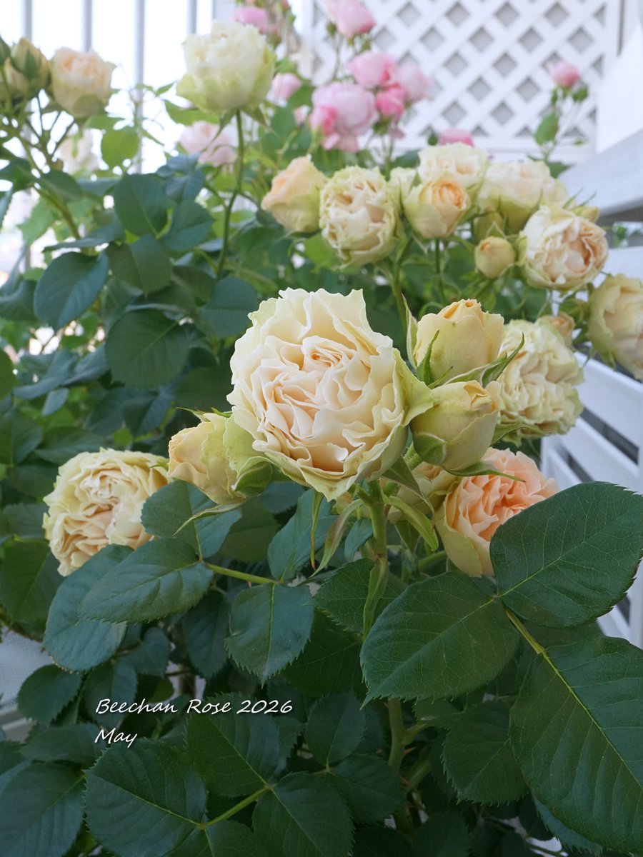 ブーケ感は満点🌹🌹🌹 樹形は反省🙄 #アンティークレース
