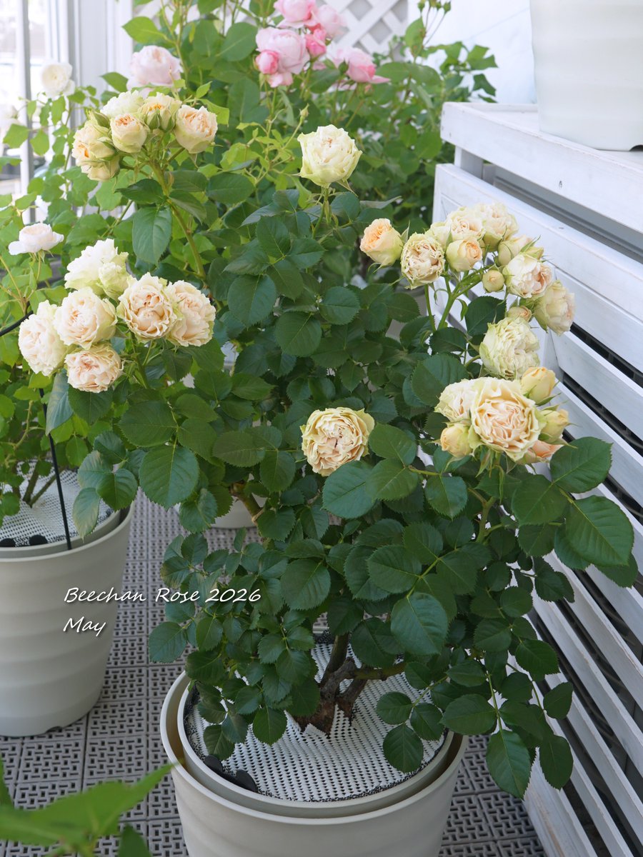 ブーケ感は満点🌹🌹🌹 樹形は反省🙄 #アンティークレース
