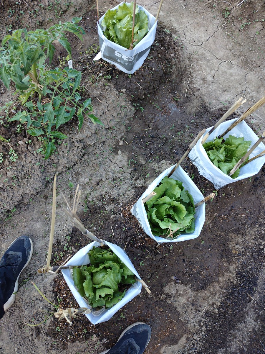 区分畑に、 新たな土地と、新たな仲間が加わりました。 「さみしい」と言っていた先住民たちが喜んでます。