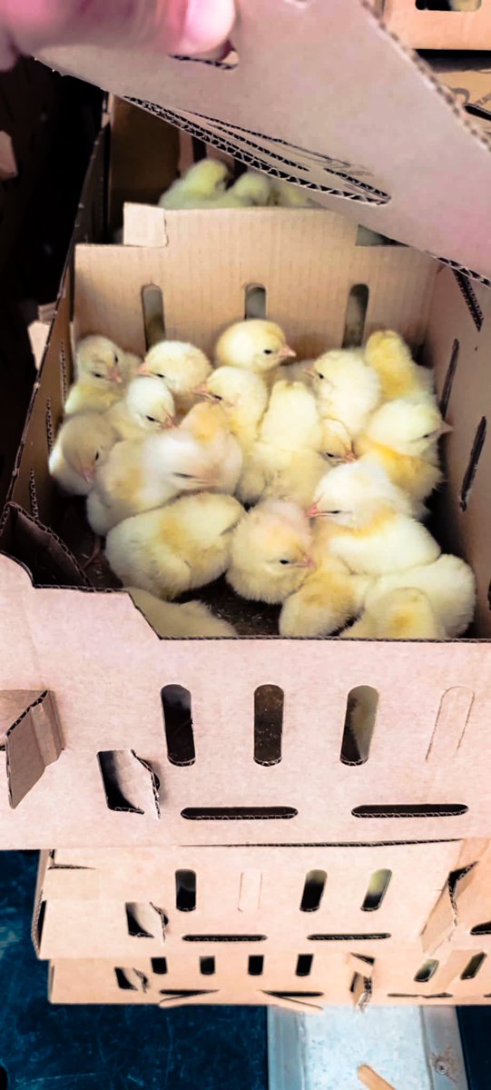 Makterm_Com's tweet photo. We proudly delivered our 60,000 chick capacity transport truck to Tunisia. 🇹🇳🐥
• Advanced heating &amp; cooling units
• Fully automated climate control and ventilation
Designed to ensure maximum comfort, safety, and optimal transport conditions for live chicks during every journey https://t.co/QbzknP9Hal