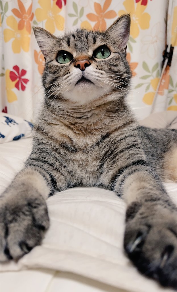 ゴロー🐾 tweet media