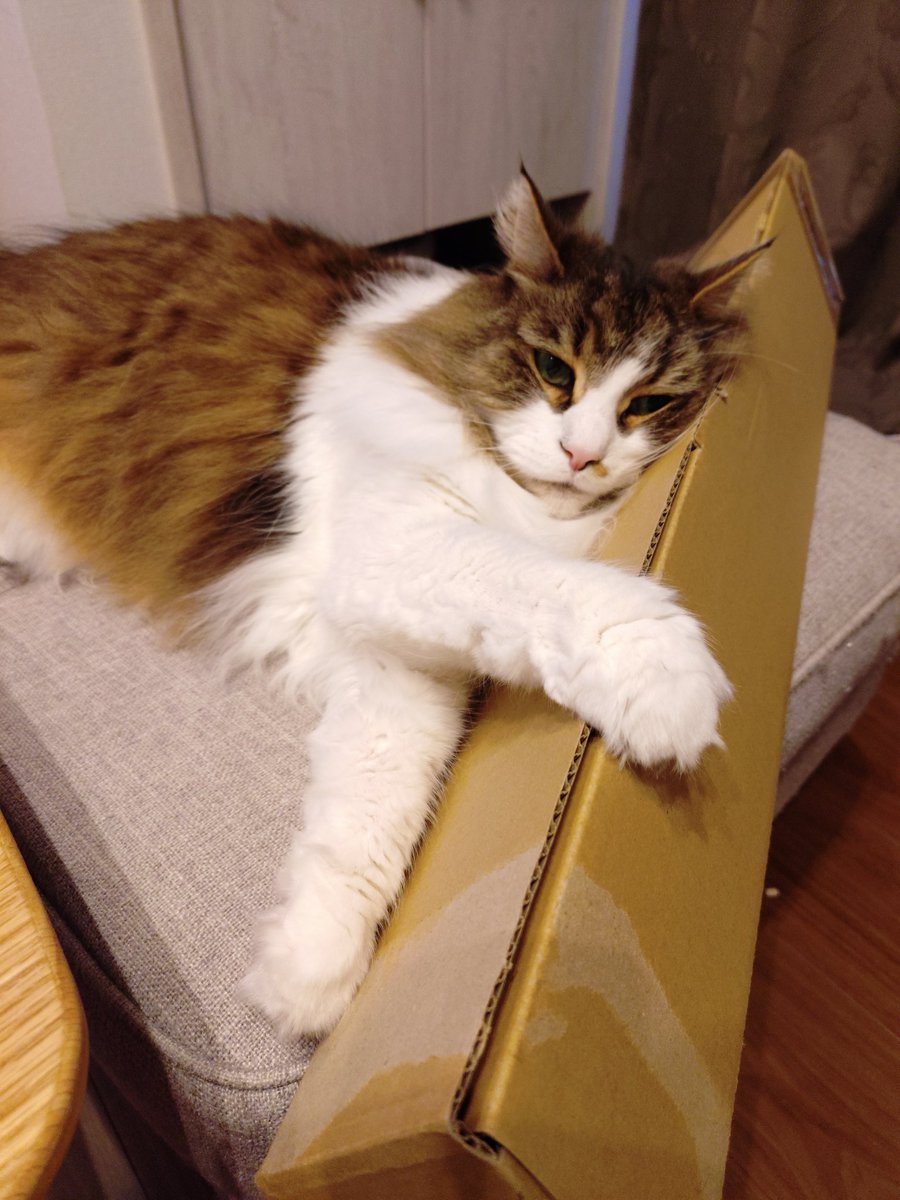 Mokohouse02's tweet photo. ダンボールが良い角度らしい
#ノルウェージャンフォレストキャット　#猫のいる暮らし https://t.co/fQhVeFWgy0