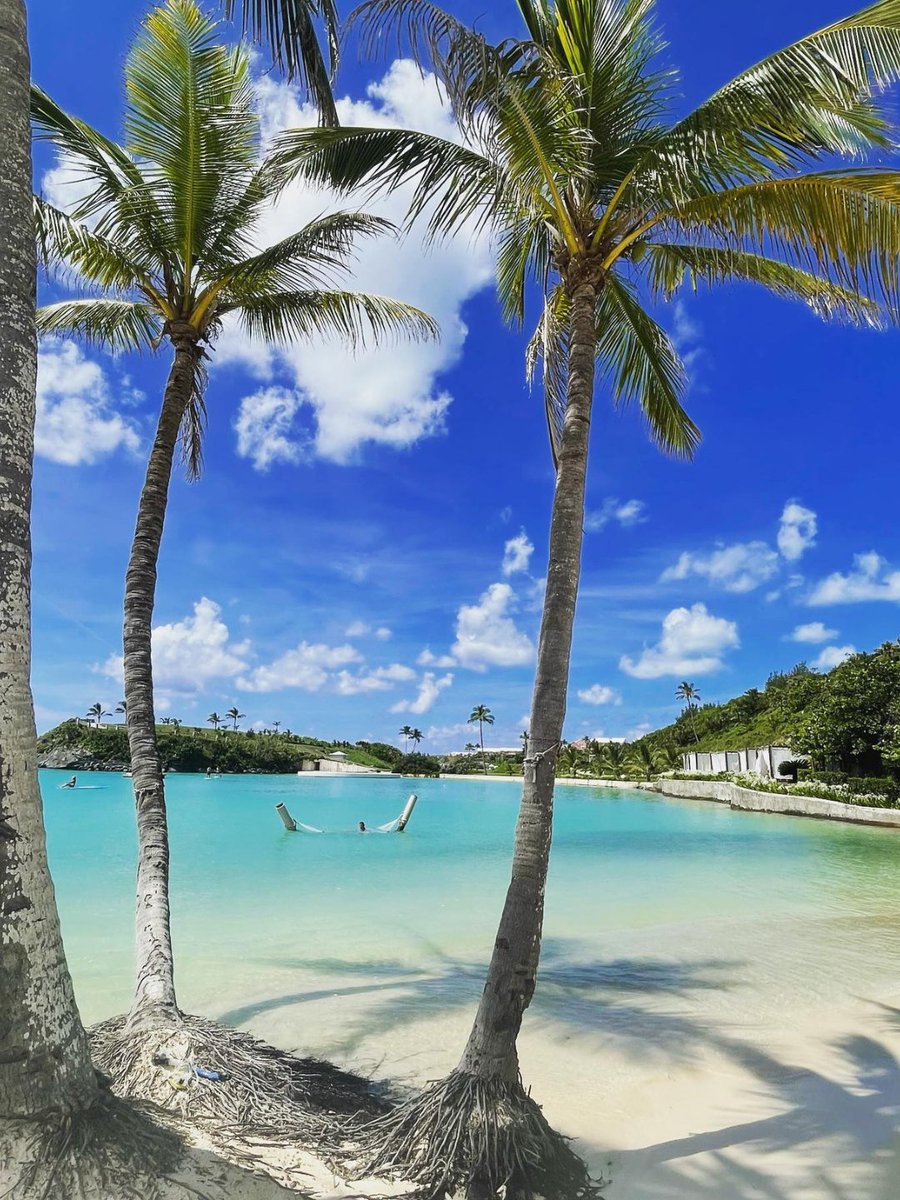 Bermuda tweet media