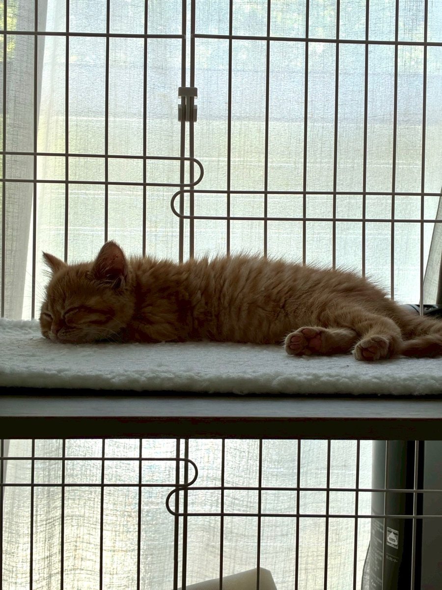 chisasarasa's tweet photo. 子猫と暮らしはじめて、愛おしさが溢れています https://t.co/lLiDLQOr6J