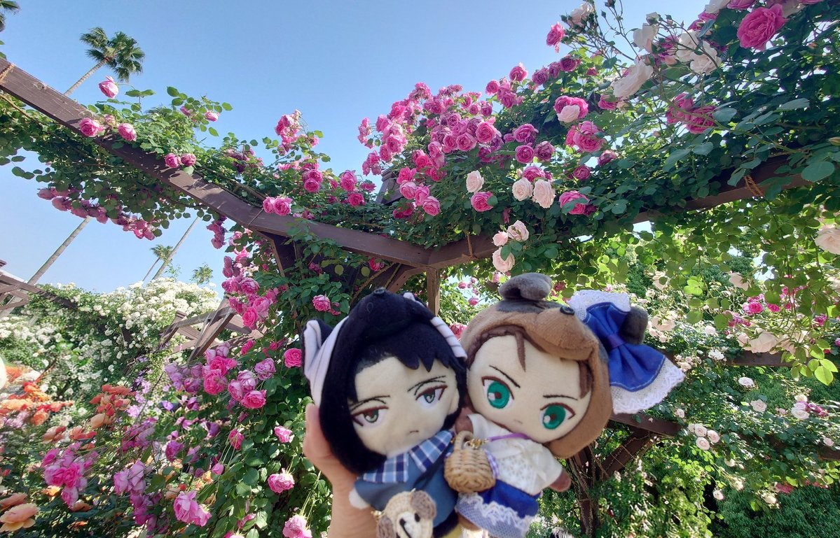 🌹ローズガーデン🌹 いいお天気で満開の薔薇とっても綺麗✨ わんこ達と