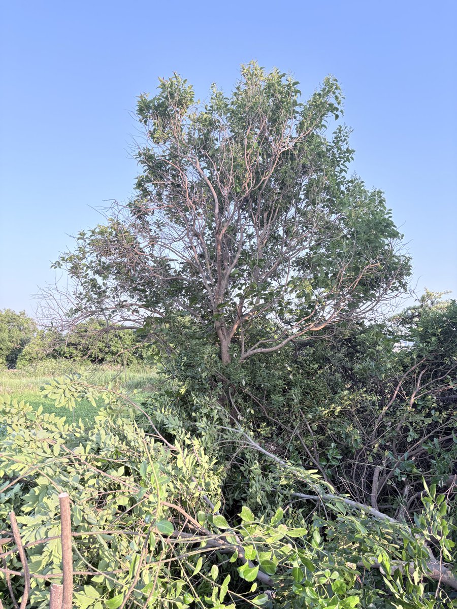 Amaneiro73's tweet photo. 農地再生初めて中々に大物の木が次に控えておる…
頑張って冬か来年の春には副業農家としてデビューする！

質問なんですが、どこかの農家さんが農作物の破棄場としてゴミ捨ててるみたいなのですが、やめてもらう方法はないですかね？
毎日見に行ければいいのですが… 

#農地再生  #副業農家  #農業 https://t.co/wgVd0yu1ym