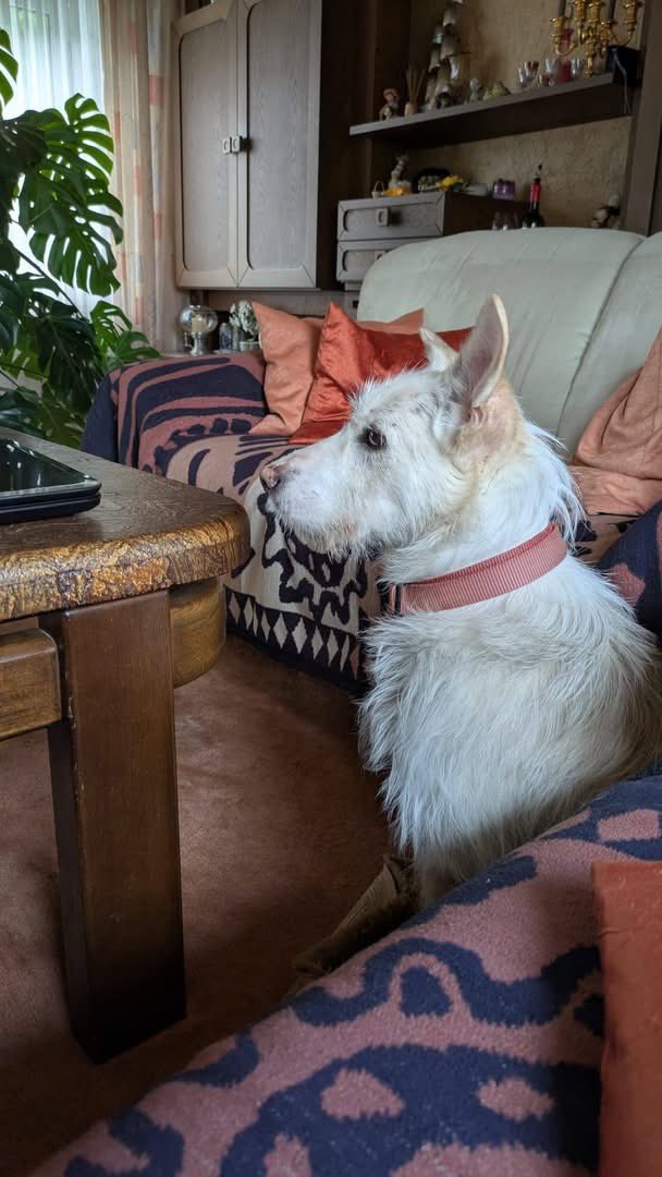 PfotenV's tweet photo. Eine gute Nachricht zum Wochenende 😍FRITZCHEN ❤️
war ja Probewohnen und er kann in der Familie bleiben, seine neue „Mama“ liebt ihn (obwohl er schon eine ganze Fleischwurst geklaut hat ...🤣🤣)
Alles Gute für euch ❤️😍
#TreuePfoten https://t.co/blKrPjK36a