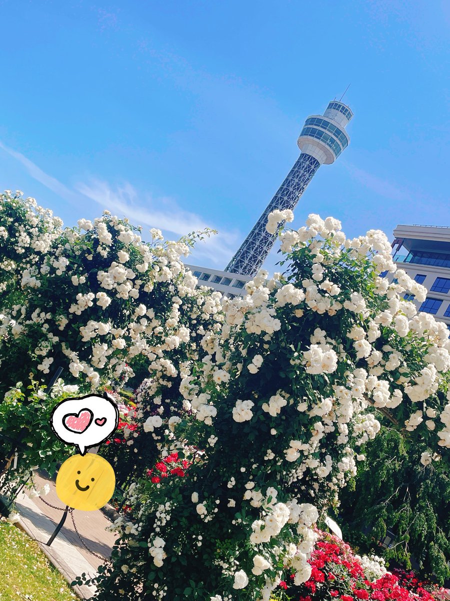 fuichan731's tweet photo. 薔薇を見に行って来ました。ランチは初の金香楼さんへ、お肉はほろほろだしデザートに注文したスムージーも美味しくお店の雰囲気も良き✨
お茶したお店ではコーギーに出会い、最近遭遇率高いです。
そして暑い中でも元町にある私のお気に入りの道で、爽やかな風を感じてみた。

#バラ　#金香楼　#元町 https://t.co/rpMH7JLIo0