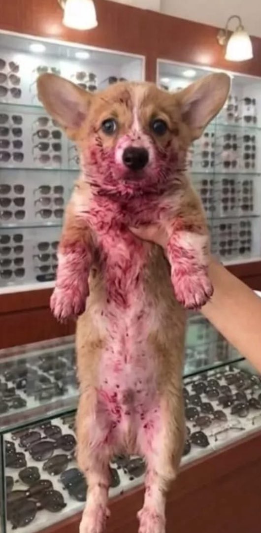 Puppies 🐶 tweet media