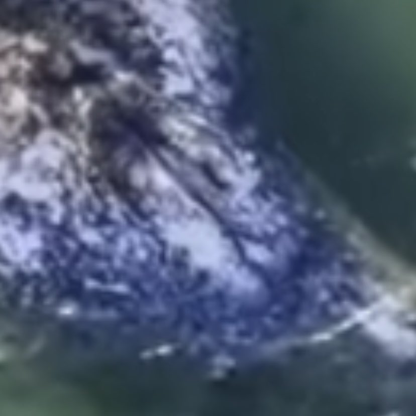 SEvdWo's tweet photo. @strandednomore The NEWS5 drone flew over from 19:15:38 until 19:22:01 and nobody seemed to have instructed the drone pilot to take a closer look at the genitalia. However, the bit visible looks like the 2 mammary slits next to the genital slit. Female. https://t.co/0wvFnMXkGW