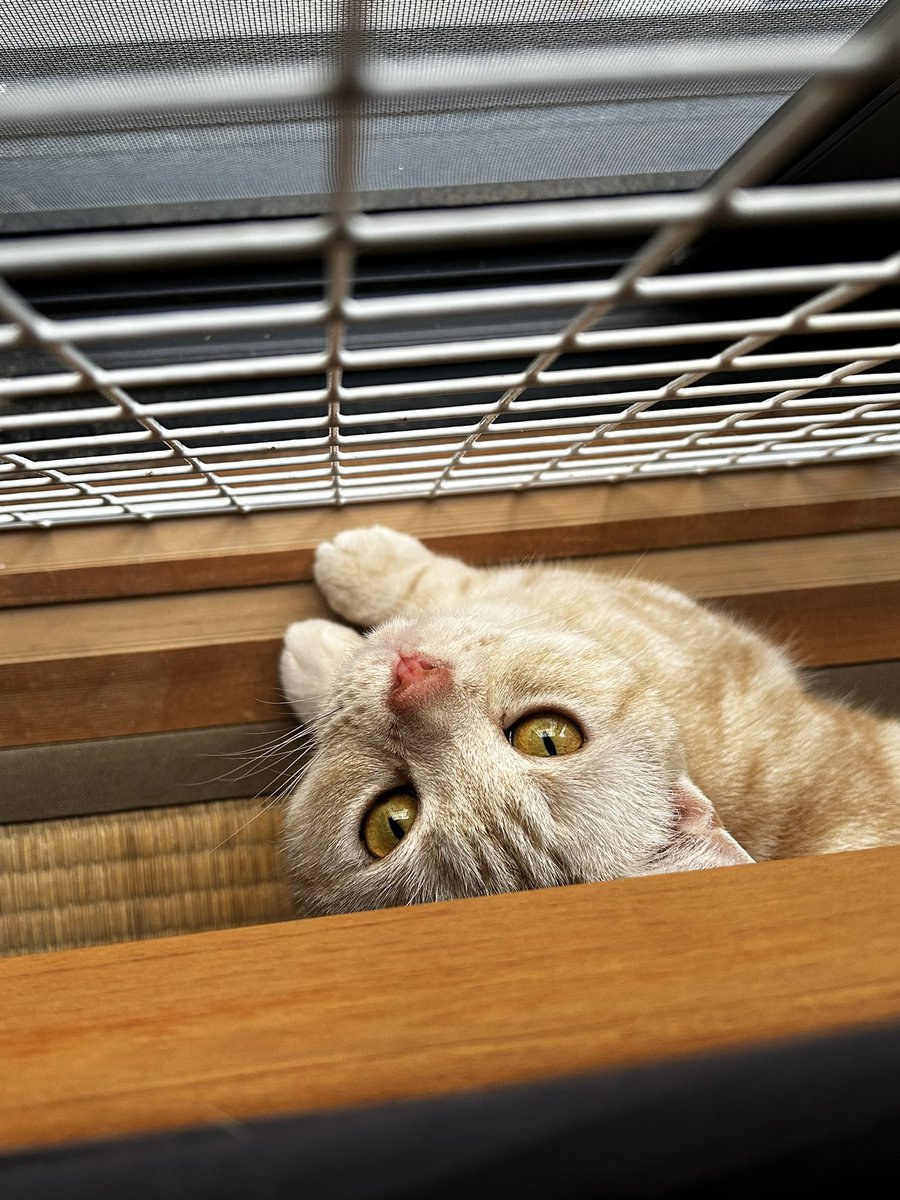 猫丸 (@nekomarukun) / Posts / X