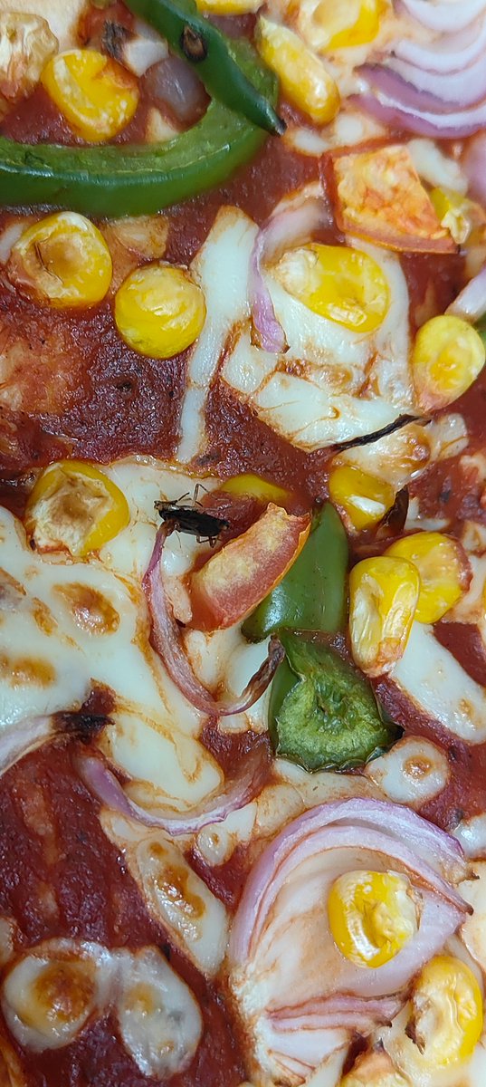brajeshdadhich's tweet photo. Thr is ants and cocroches in pizza  of  @pizzahut  @PizzaHutIN  delivered by @Swiggy 
reported but no response , really irresponsible behaviour. #foodorpoison @foodsafetygov https://t.co/vpe546hGI4