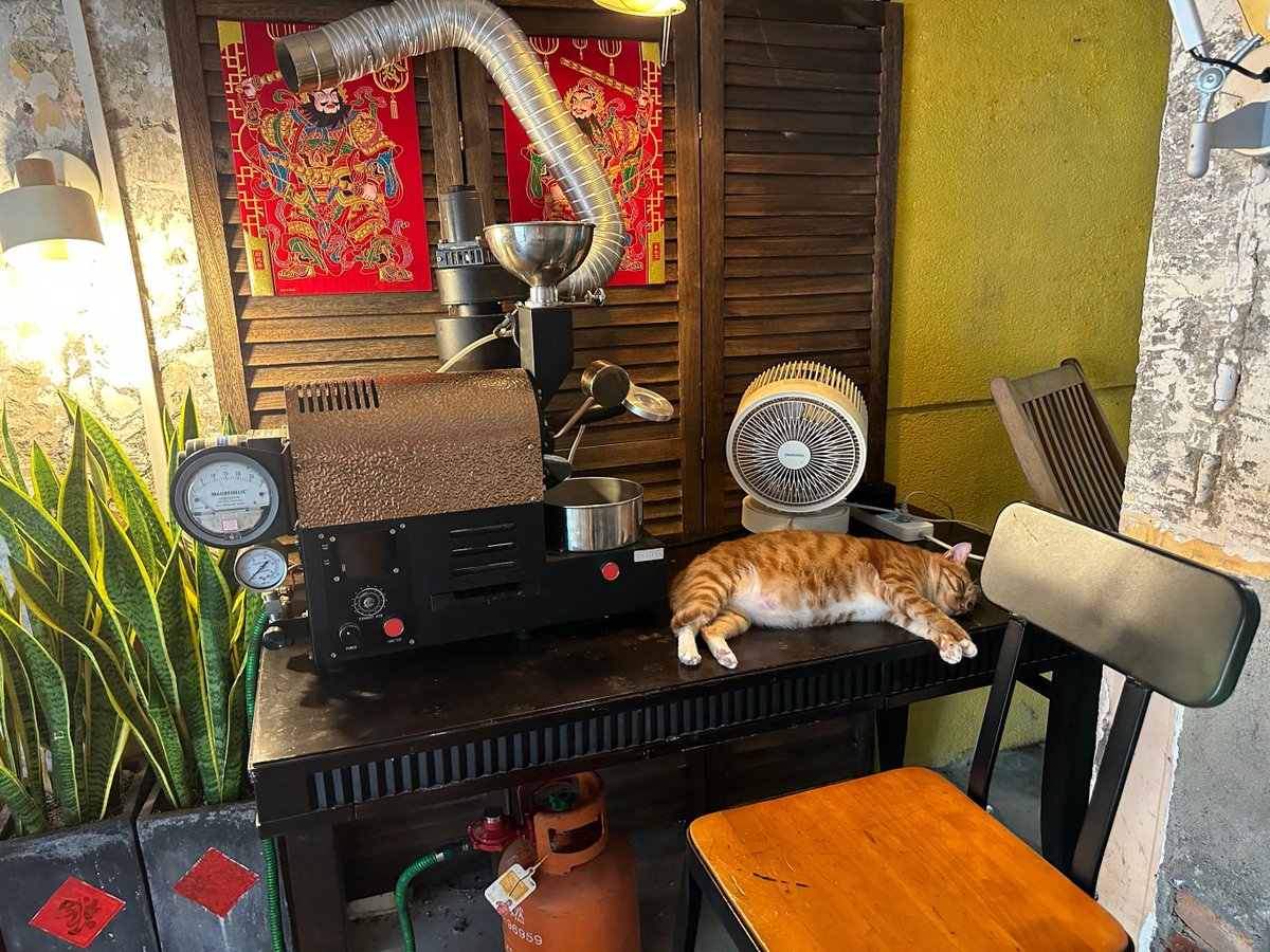 KHivale's tweet photo. Sunny afternoon walk u0026 caught this playful cat napping on a warm shop stoop  Nothing beats little random joys on city streets. https://t.co/whDNbvrRS2