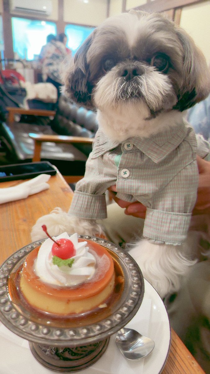 ぶんた⭐︎ お友達のぶん太とレトロカフェ🍮 #シーズー #shihtzu #asknowas