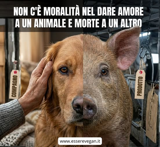 EssereVegan's tweet photo. Per poter mangiare un maiale e coccolare un cane, dobbiamo "disconnetterci" dall'empatia. Se fossimo coerenti, il dolore che proviamo per il maltrattamento di un animale d'affezione dovrebbe tradursi logicamente in rifiuto verso lo sfruttamento di qualsiasi altro animale. https://t.co/SlFnYRBSqp