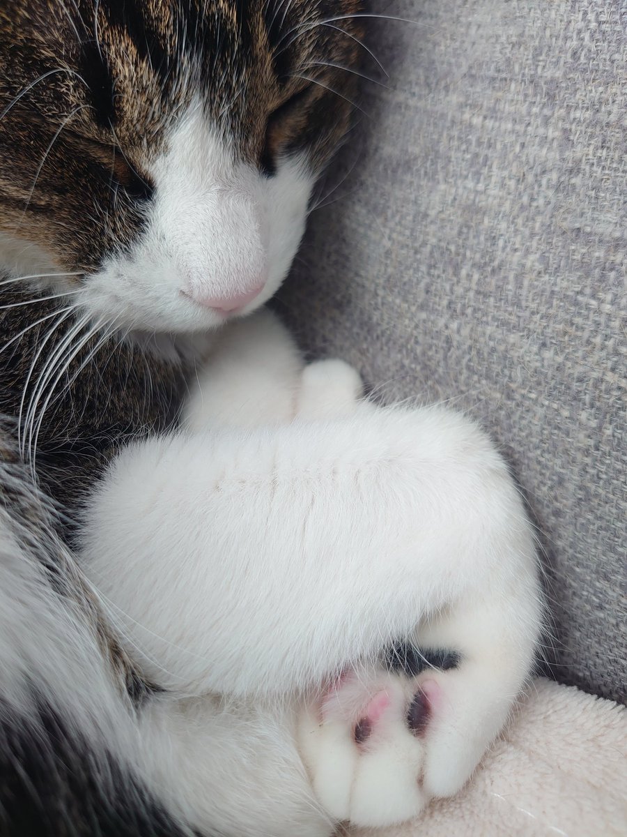 猫のいる暮らし tweet media