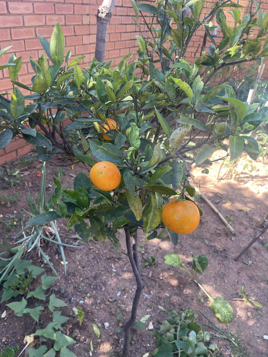 RefilweMokobodi's tweet photo. @MorolongZA potential small business. My Grade 11 &amp; 12 agricultural science theory put in practice. Results of planting fruits bearing trees in my small city garden. Avocados 🥑 and naartjies 🍊 are ready to be taken to @WOOLWORTHS_SA shop shelves 😆. https://t.co/zXsdspgSE6